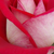 Roșu - Trandafir teahibrid - Bajazzo®